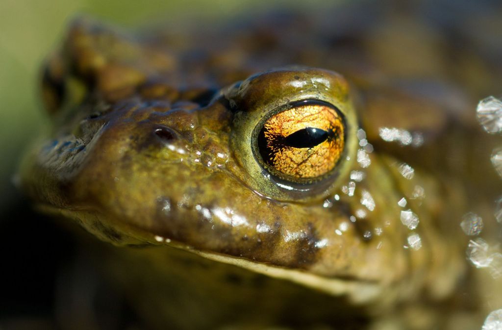 Die Lebensräume für Kröten und andere Amphibien schwinden. Foto: dpa/Patrick Pleul