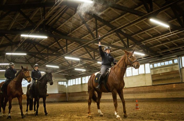 Wie ein Pferd für den Polizeidienst ausgebildet wird