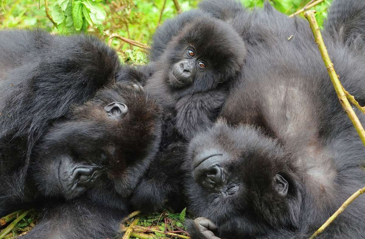 Eine Gruppe Berggorillas liegt im Virunga-Massiv zwischen Pflanzen auf dem Boden.
