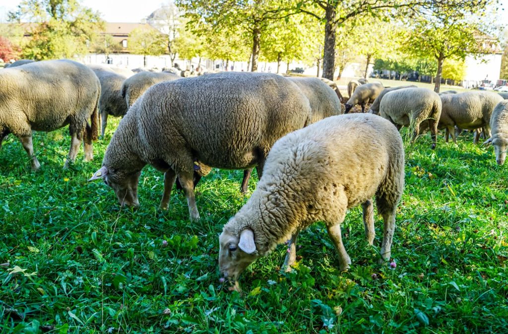 oder diese Schafe, die auf einer Weide am Schloss Solitude grasen ...