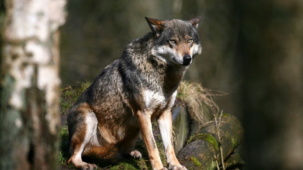 Tierschutz: Er hat Angst vorm bösen Wolf