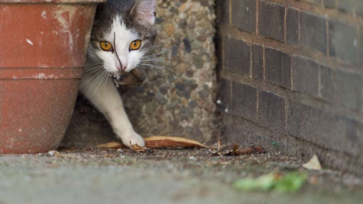 Katzenkastration in Weil der Stadt: Tierschützer bleiben  ohne  Rechtssicherheit