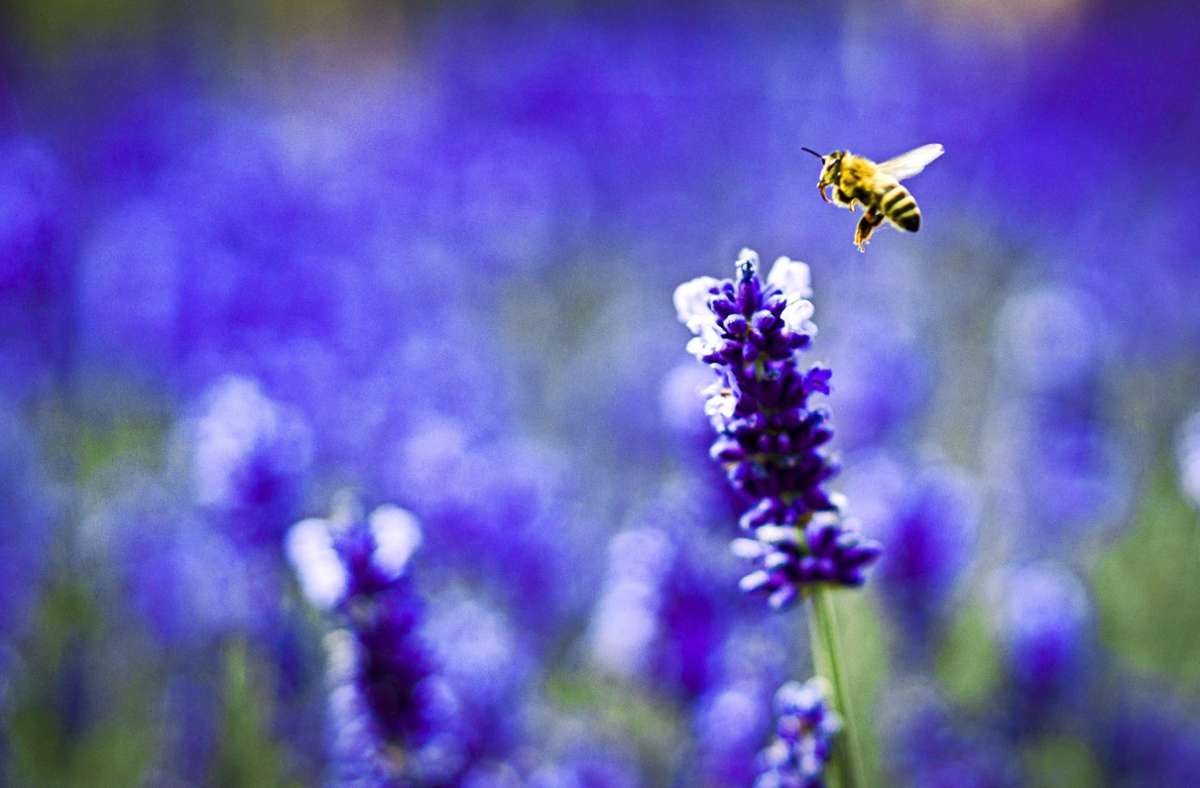 Ein Garten ist nicht nur für die Gesundheit von uns Menschen gut. Auch für Bienen und andere Insekten ist er überlebenswichtig.