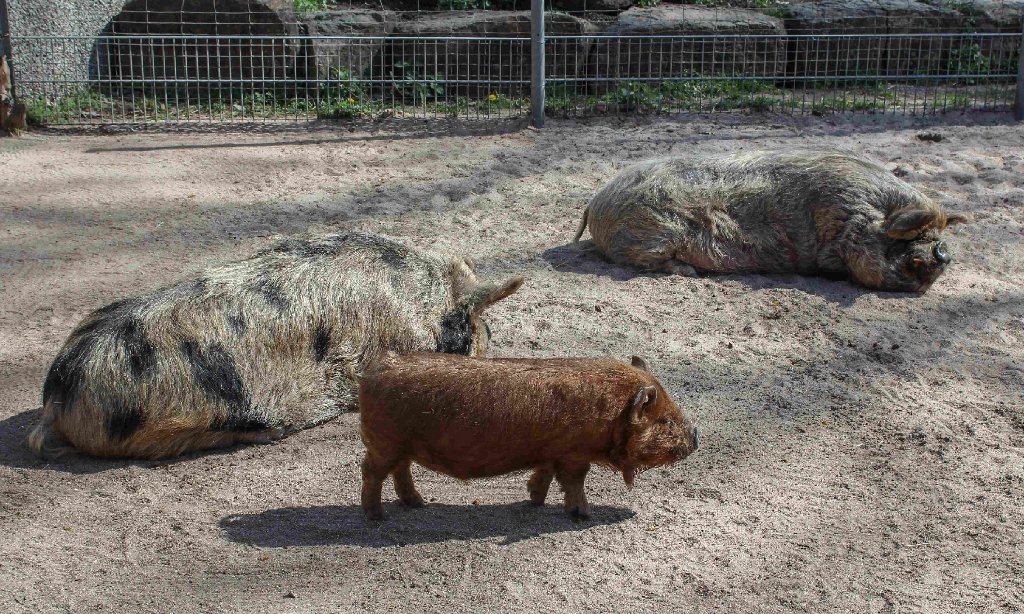 Die Kune-Kune-Schweine sind neu in der Wilhelma Stuttgart.