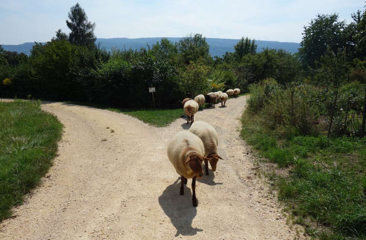 Hier spazieren sie: die Schafe von Hardy Buck und Barbara Stotz auf der Höri am Bodensee.