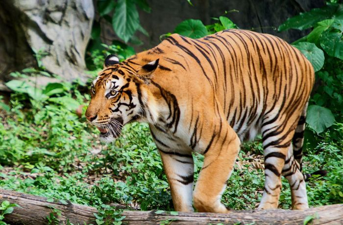 Tiger  beißt Tierpflegerin die Hand ab