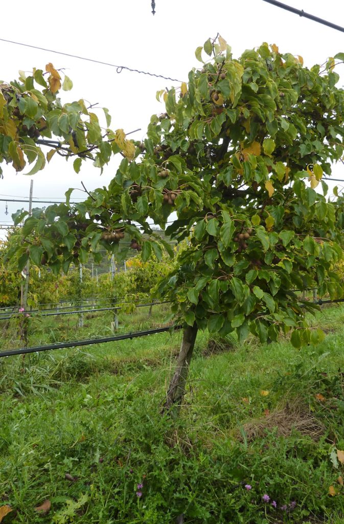 Ähnlich den Weinreben benötigen Kiwis als wuchsstarke Schlingpflanzen ein stabiles Gerüst und einen jährlichen Schnitt, denn die Ranken können bis zu sieben Meter lang werden – ein richtiger Dschungel.