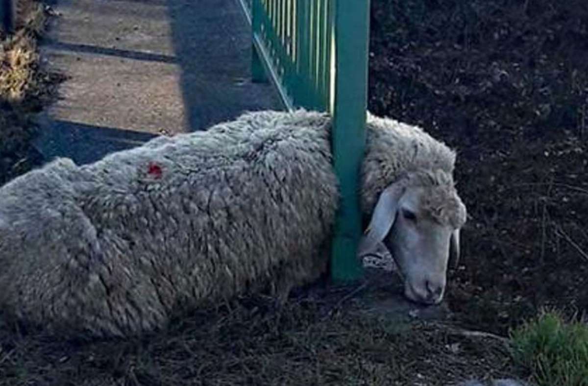 Dieses Schaf steckte in unmittelbarer Nähe zur B31 bei Freiburg mit dem Kopf in einem Zaun fest. Polizisten konnten das völlig entkräftete Tier zusammen mit der Schäferin aus seiner misslichen Lage befreien. Dem Schaf ging es danach wieder gut.