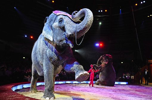 Große Zirkusse wie der Circus Krone leben von Wildtiershows. Diese wird es allerdings in Stuttgart schon bald nicht mehr geben. Foto: dpa