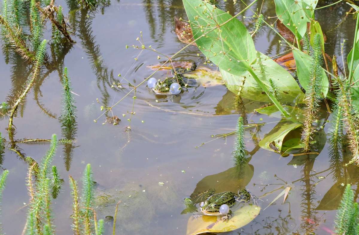 Teichfrösche im intakten Froschbeißer-Biotop - aktuell haben sie dort nicht ganz so viel Spaß.
