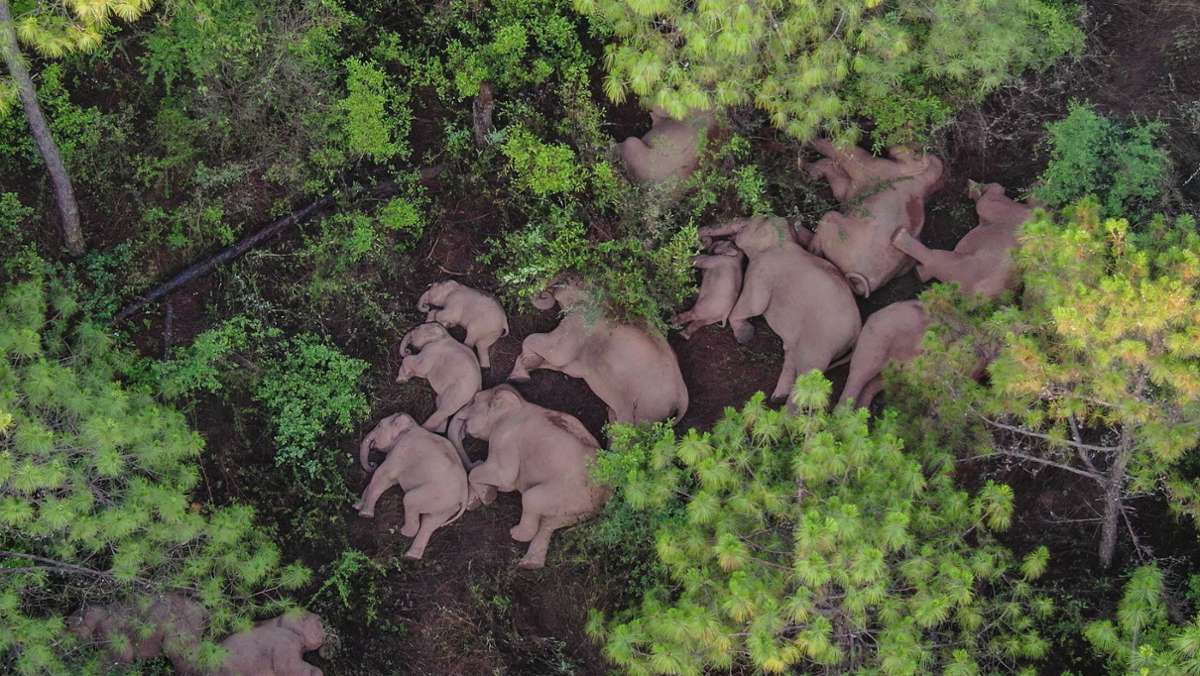 Elefanten unterwegs in China: Wandernde Dickhäuter begeistern das Netz