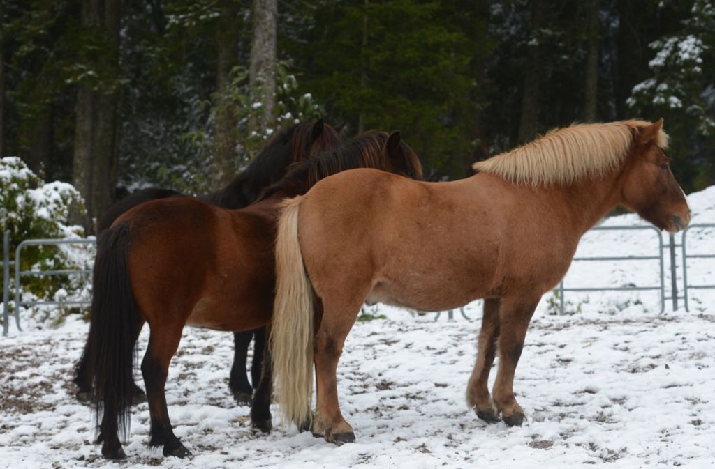 Diese Pferde drängen sich bei den winterlichen Temperaturen im Schwarzwald dicht zusammen.