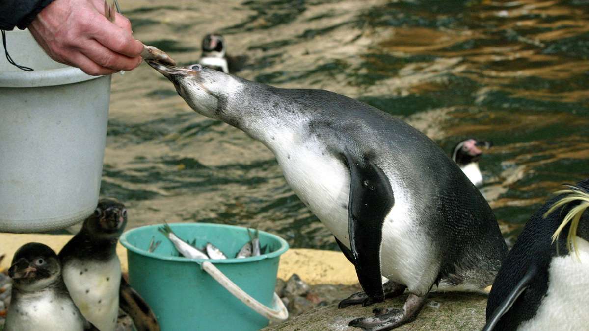 Rostocker Zoo: Tierpfleger findet toten Pinguin –  Polizei ermittelt