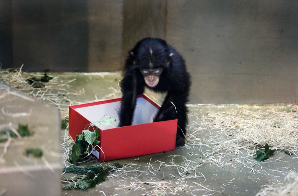 Seit vier Jahren veranstaltet die Wilhelma die Geschenke-Aktion für die Affen am Vormittag des ersten Weihnachtsfeiertages.