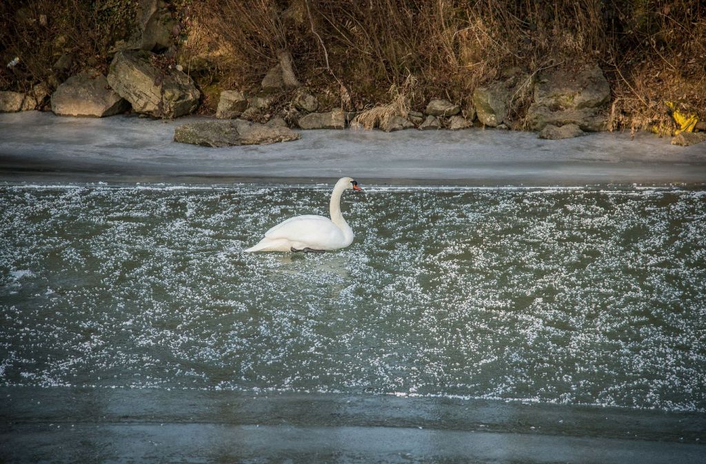 Ziemlich festgefroren: Ein Schwan friert auf der Fils in Plochingen fest und kann sich nicht mehr befreien.
