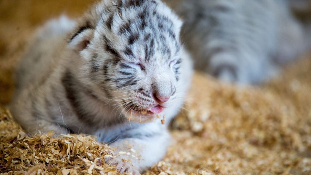 Nachwuchs im „Zoo Safari“ in Polen: Diese weißen Tiger-Babys lassen die Herzen schmelzen