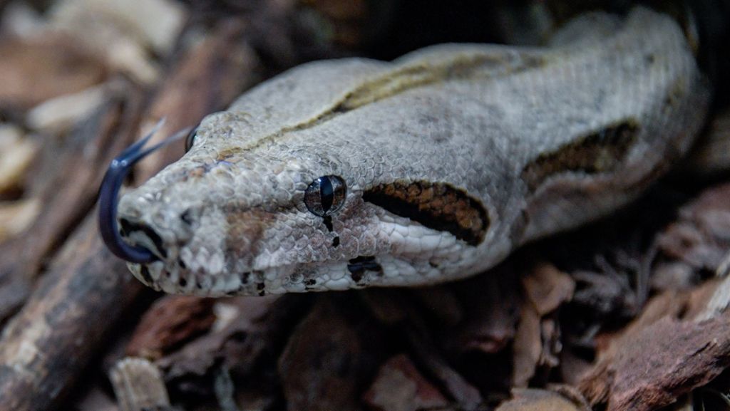 Exotische Tiere: Mehr Schlangen ausgerissen oder ausgesetzt