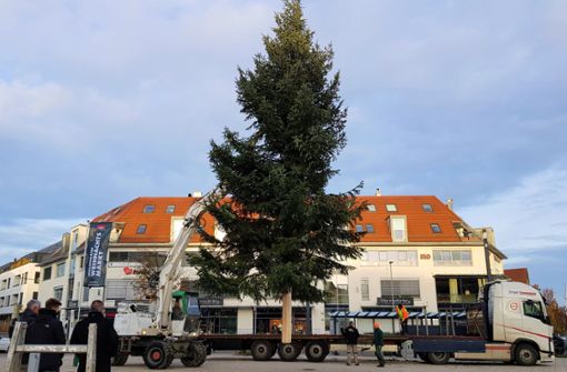 Der  rund 1,3 Tonnen schwere Baum kommt auf dem Löwen-Markt an. Foto: Tatjana Eberhardt