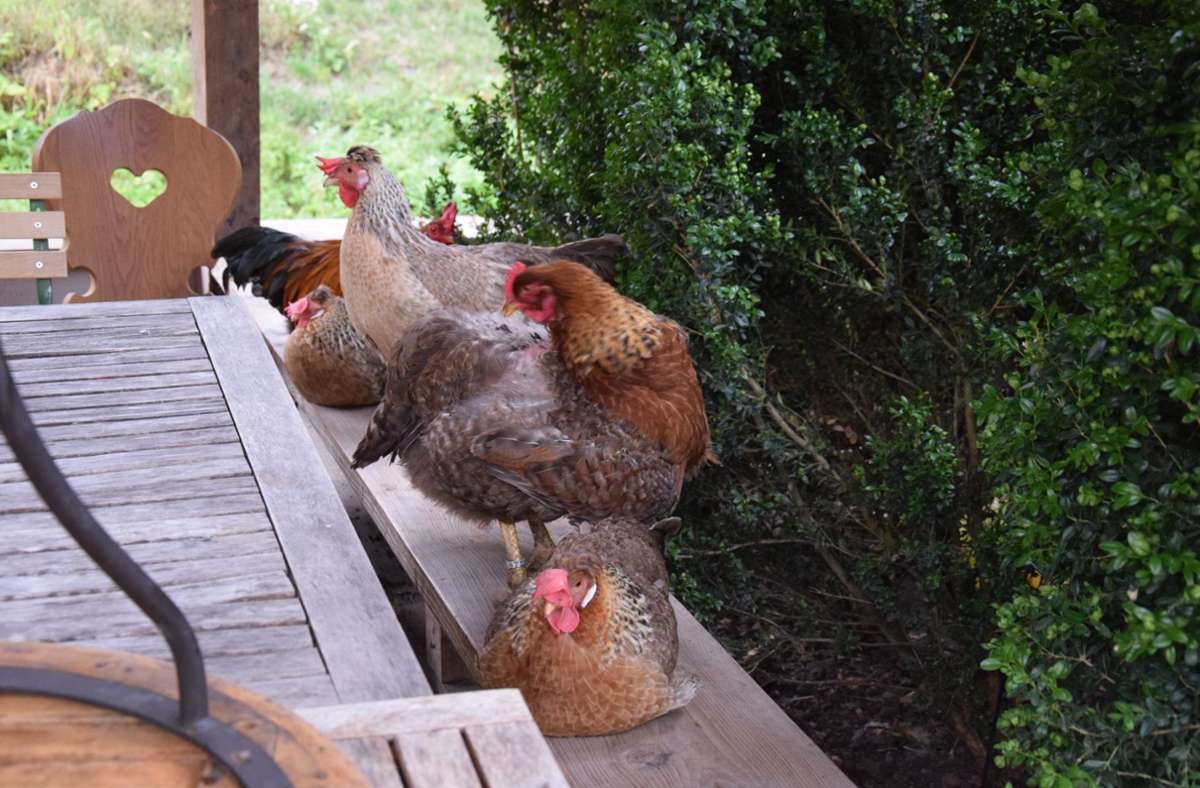 Die Damen sitzen wie die Hühner auf der Stange.