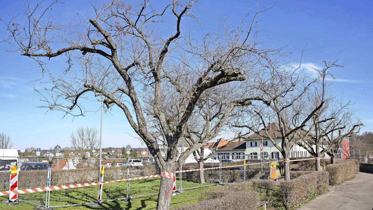 Schlossberg-Bebauung in Böblingen: Bäume werden zu Wochenbeginn gefällt