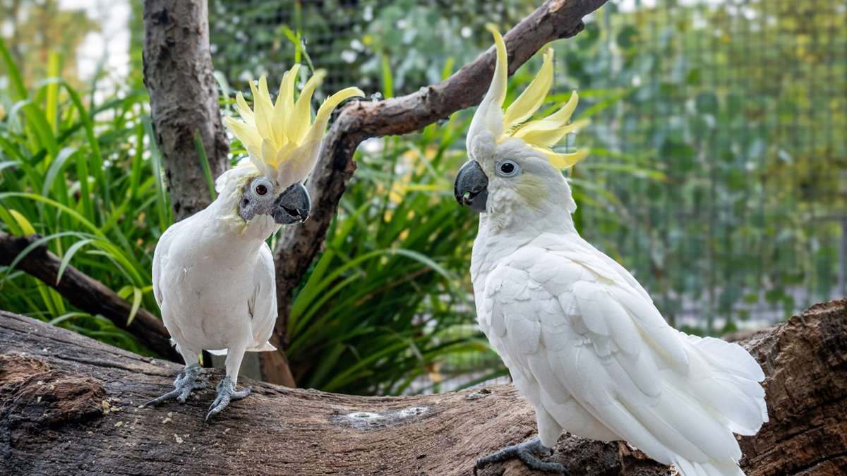 Tierische Kuriositäten im Zoo: Das sind die 7 schrägsten Vögel der Wilhelma