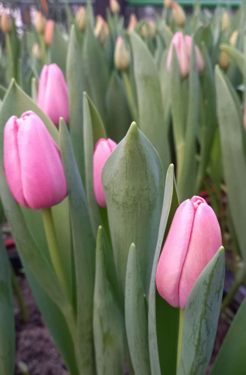Eine Trendfarbe bei Tulpen sei schwer auszumachen, so Rainer Belser.