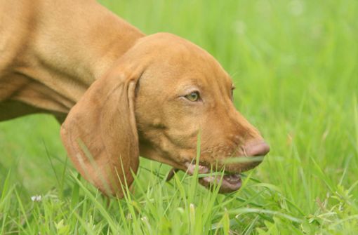 Warum frisst mein Hund Gras? Foto: imago images/imagebroker/C. Steimer
