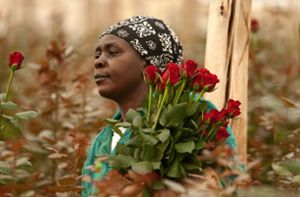 Warum Fairtrade beim Blumenkauf wichtig ist