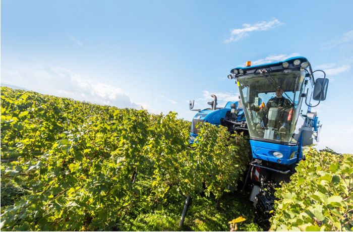 Naturschutz in Baden-Württemberg: Steht der Weinbau im Land vor dem Aus?