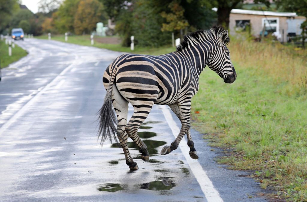 Zwei Zebras sind aus einem Zirkus ausgebüxt und auf die Autobahn 20 bei Tessin gelaufen.