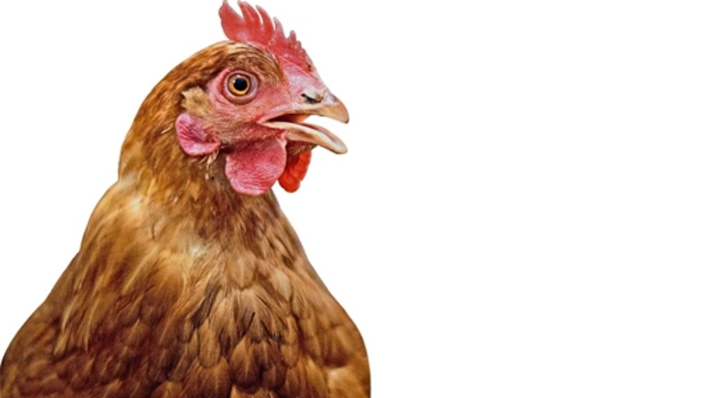 Friolzheim: Die Hühner werden mobil  und dürfen sogar gackern
