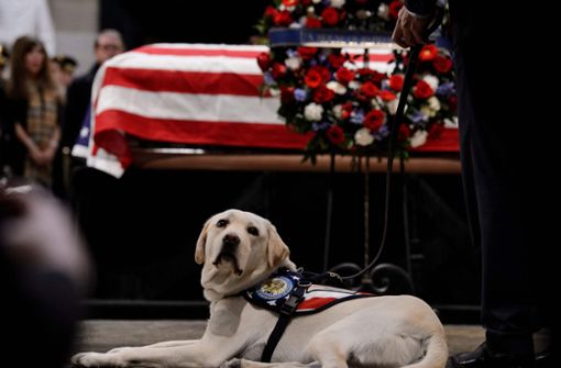 Labrador Sully durfte auch ins Kapitol in Washington, wo der frühere US-Präsident George H.W. Bush aufgebahrt liegt. Foto: AFP