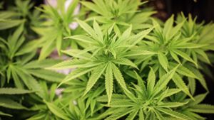 Cannabis-Freigabe verläuft zunächst ruhig - Offene Fragen