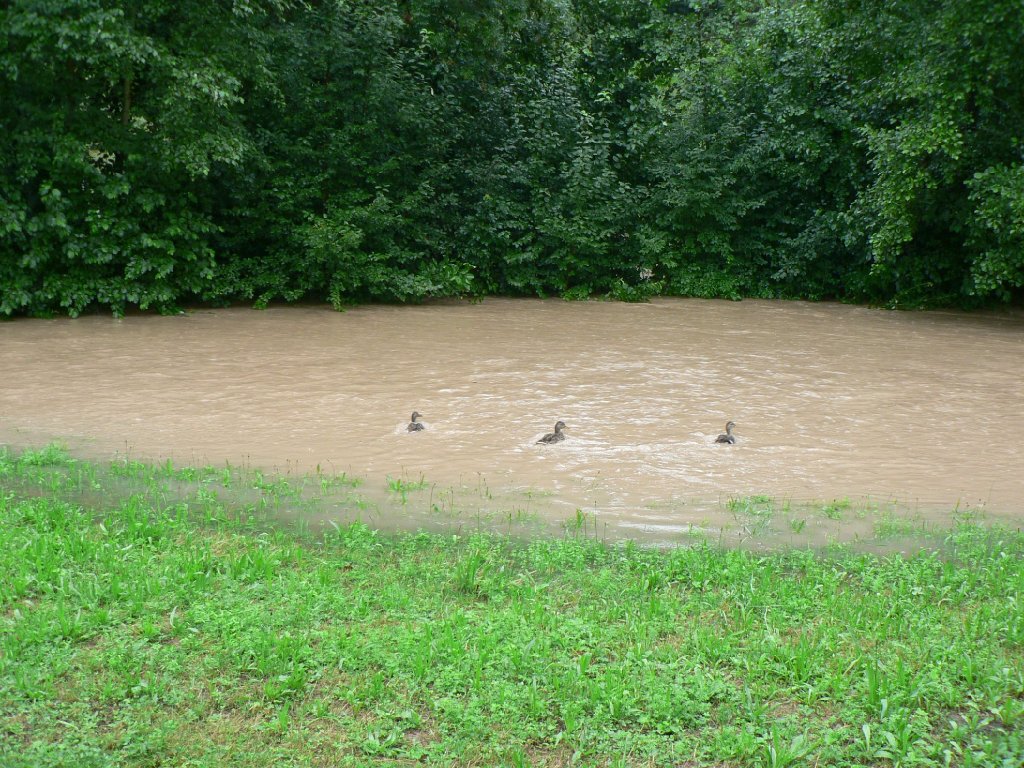 Hochwasser im Sommerhofenpark in Sindelfingen