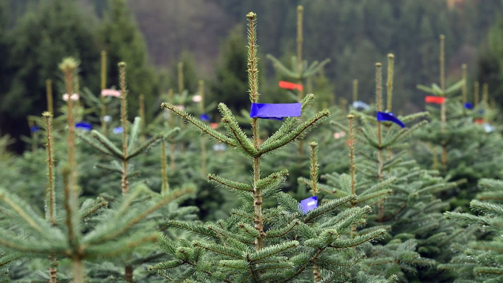  80 Weihnachtsbäume auf einen Schlag haben Unbekannte in Schwetzingen gestohlen. Die Polizei hofft aus Zeugenhinweise. 