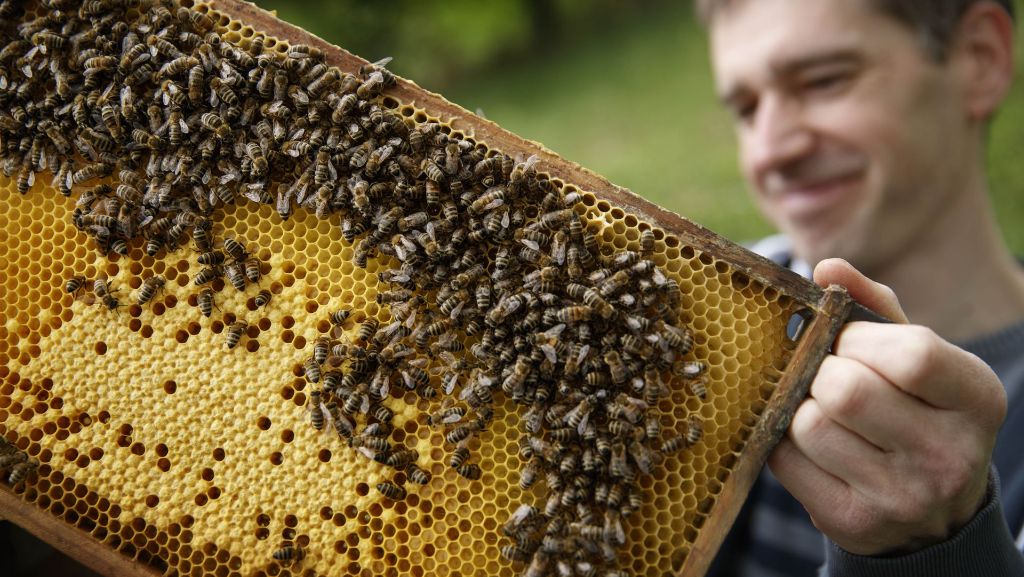 Jahr der Biene im Naturpark Schwäbisch-Fränkischer Wald: Die junge Monarchin meistert die Kälte