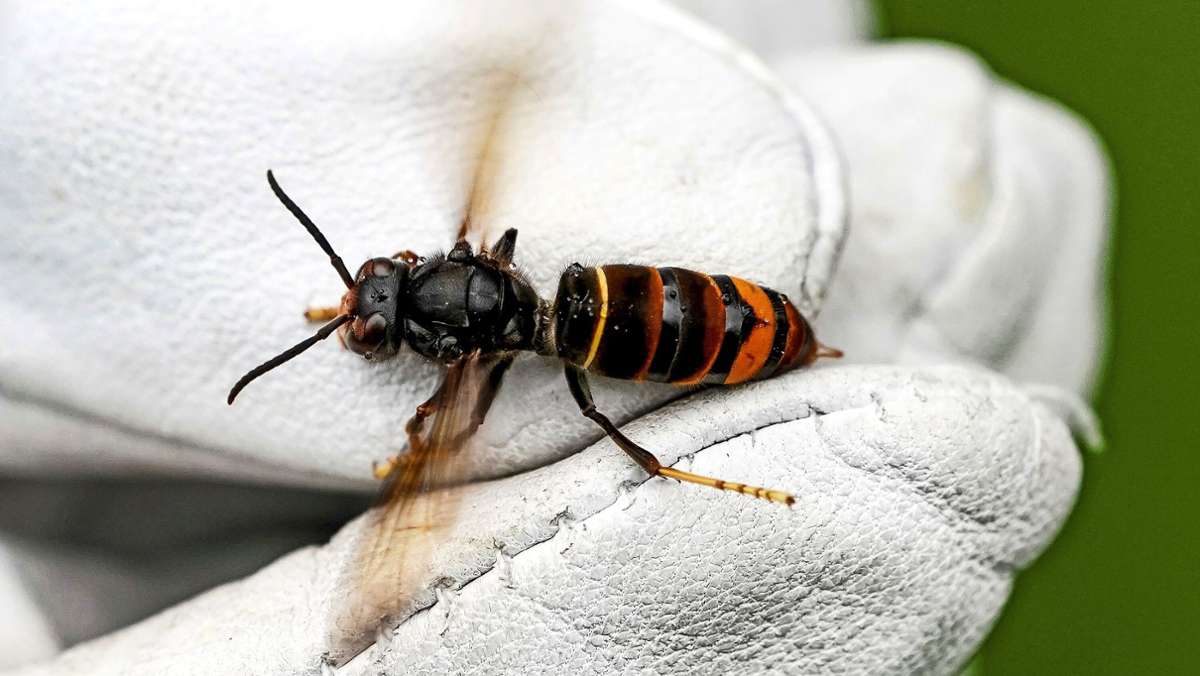 Weissacher Imkertag: Wenn Hornissen Bienen stressen