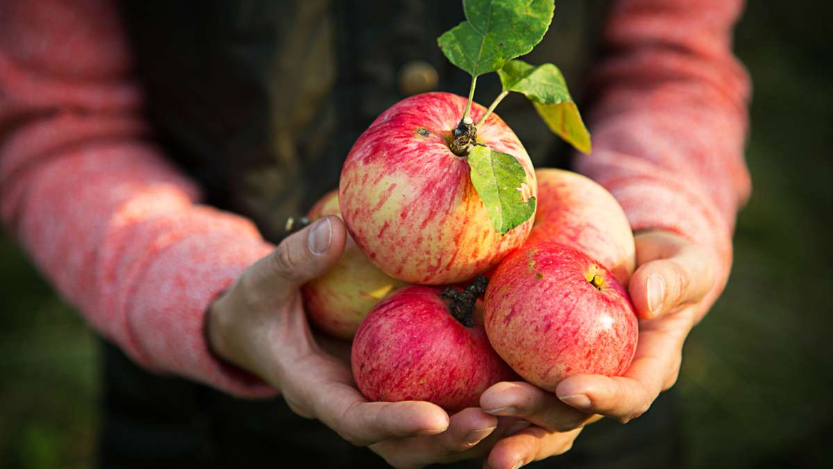Sie haben eine Apfel-Allergie und vertragen die gängigen Sorten aus dem Supermarkt nicht? Wir zeigen, welche Apfelsorten Allergiker ausprobieren sollten.