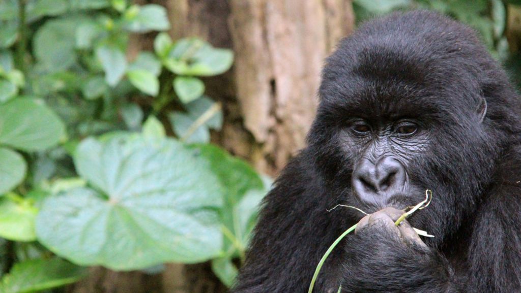  Politischen Konflikten und Angriffen von Wilderern zum Trotz: Im Kongo und in Uganda gibt es wieder mehr Tiere der bedrohten Primatenart der Berggorillas. 