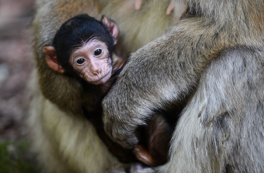 In diesem Jahr sind auf dem Affenberg in Salem schon vier Berberaffen-Babys auf die Welt gekommen.