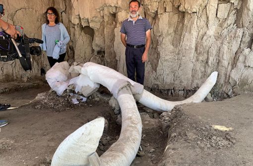 Archäologen der INAH stehen auf einer Ausgrabung neben einem Schädel eines Mammuts. Archäologen haben nach eigenen Angaben rund 15 000 Jahre alte Fallgruben und die Überreste von 14 Mammuts in Mexiko entdeckt. Foto: Antonio Díaz/El Universal via Z