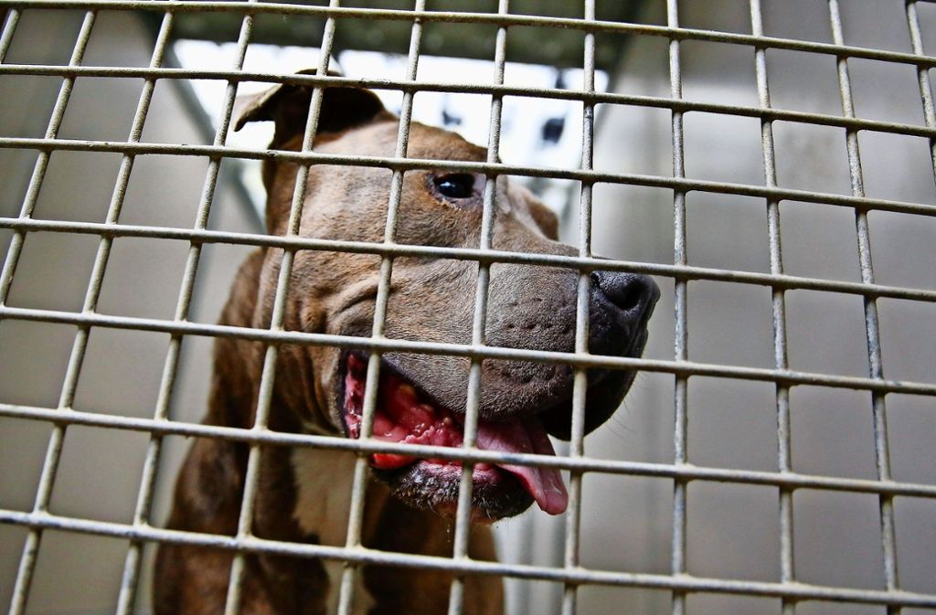 Eine Hunderasse unter Generalverdacht: Ein Staffordshire Bullterrier schaut durch die Gitterstäbe eines Tierheim-Zwingers. Foto: dpa