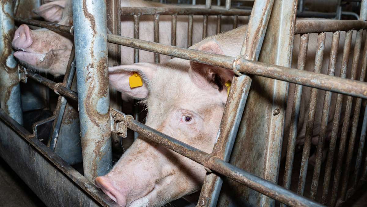 Fleischkonsum in Deutschland: Mehrheit akzeptiert höhere Preise für mehr Tierwohl