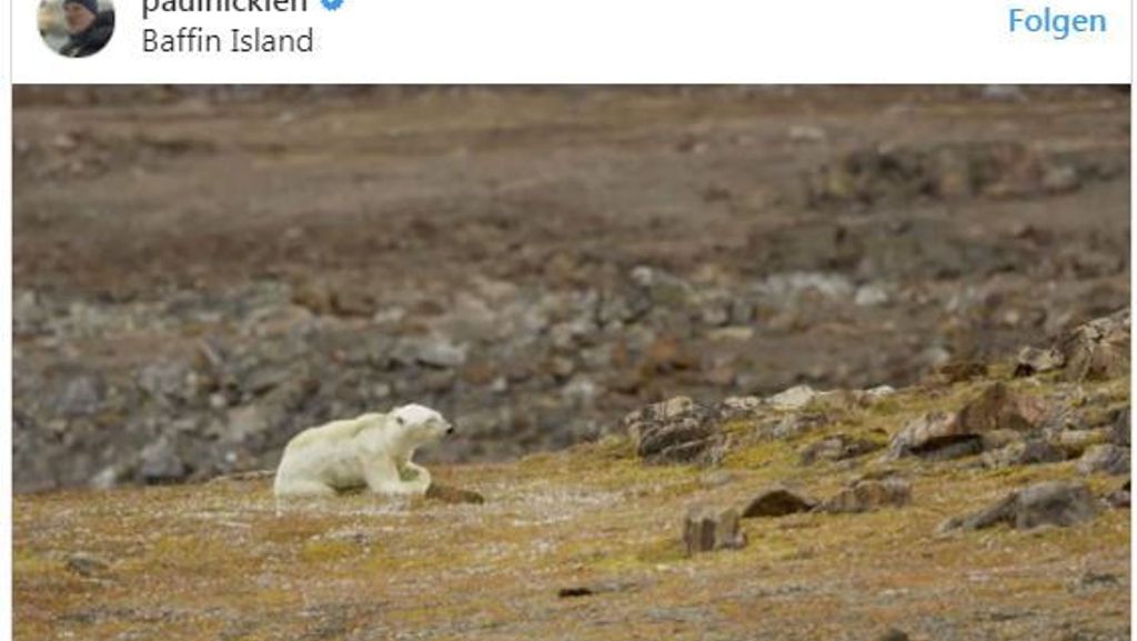 Naturfotograf Paul Nicklen: Erschreckendes Video zeigt verhungernden Eisbären