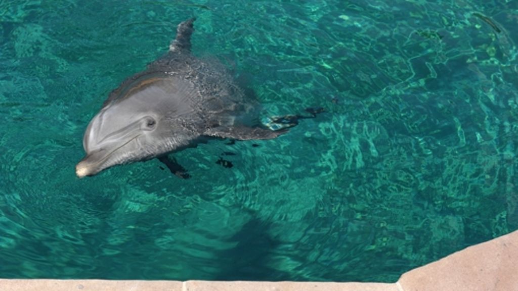 Hilfe für den Nachbarn Fall 48: Mit  Hilfe der Delfine lernt Sarah  wieder  gehen