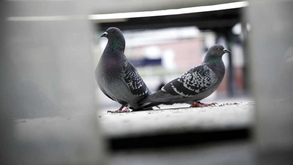 Gutachten: Tauben verenden an Klebepasten - Tierschutzbeauftragte will Verbot