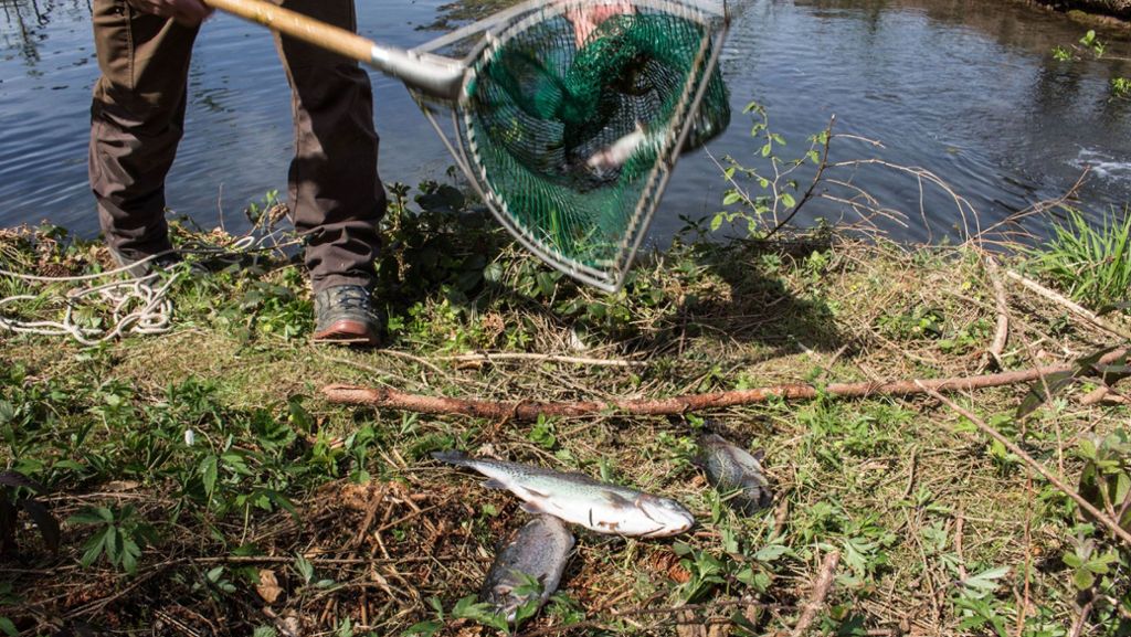 Fischsterben im Rems-Murr-Kreis: 150 Tiere sterben in einem Teich bei Berglen