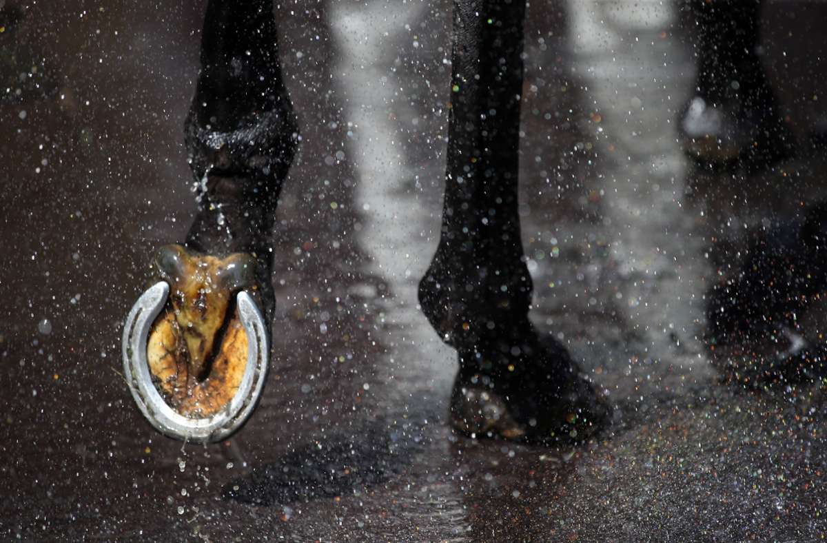 Ein Pferd ergriff die Flucht vor dem Tierarzt (Symbolfoto). Foto: imago images/Frank Sorge/Foto: Frank Sorge via www.imago-images.de