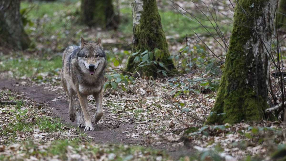 Totes Rind im Schwarzwald: Wolf hat vermutlich Tier in Schluchsee gerissen