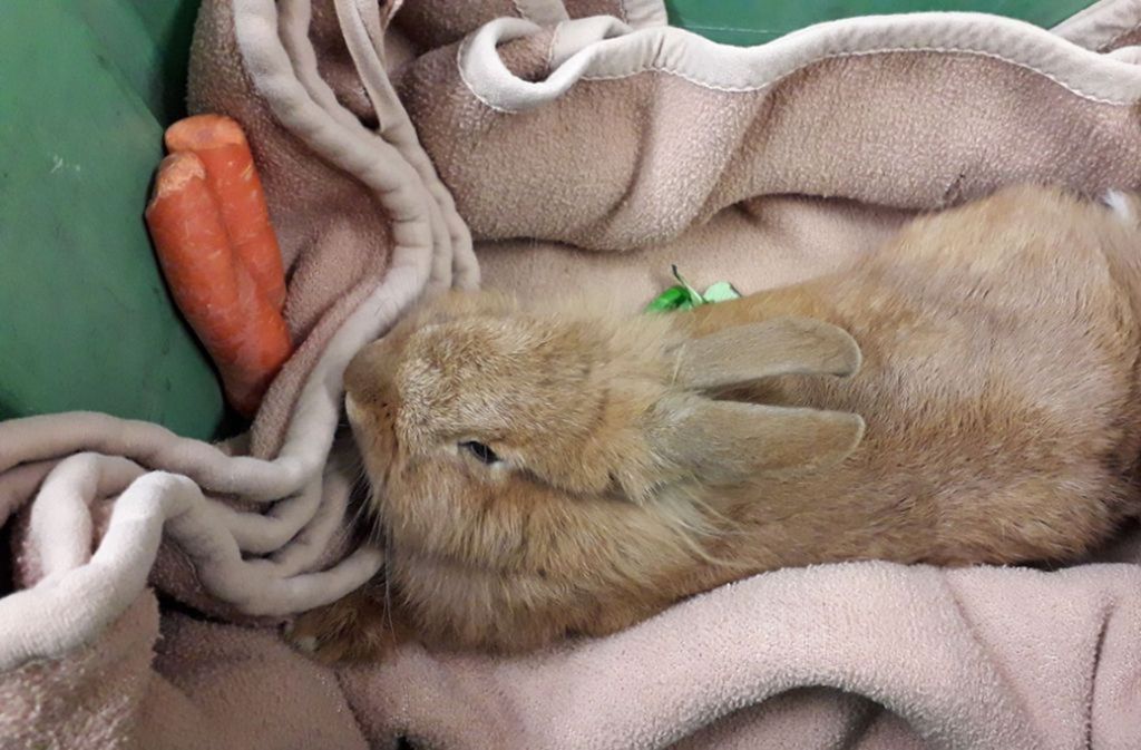 Die Polizei benannte das im Stuttgarter Westen gefundene Kaninchen nach einer Kollegin: „Mareike“. Schon bald wurde von seiner Familie abgeholt.
